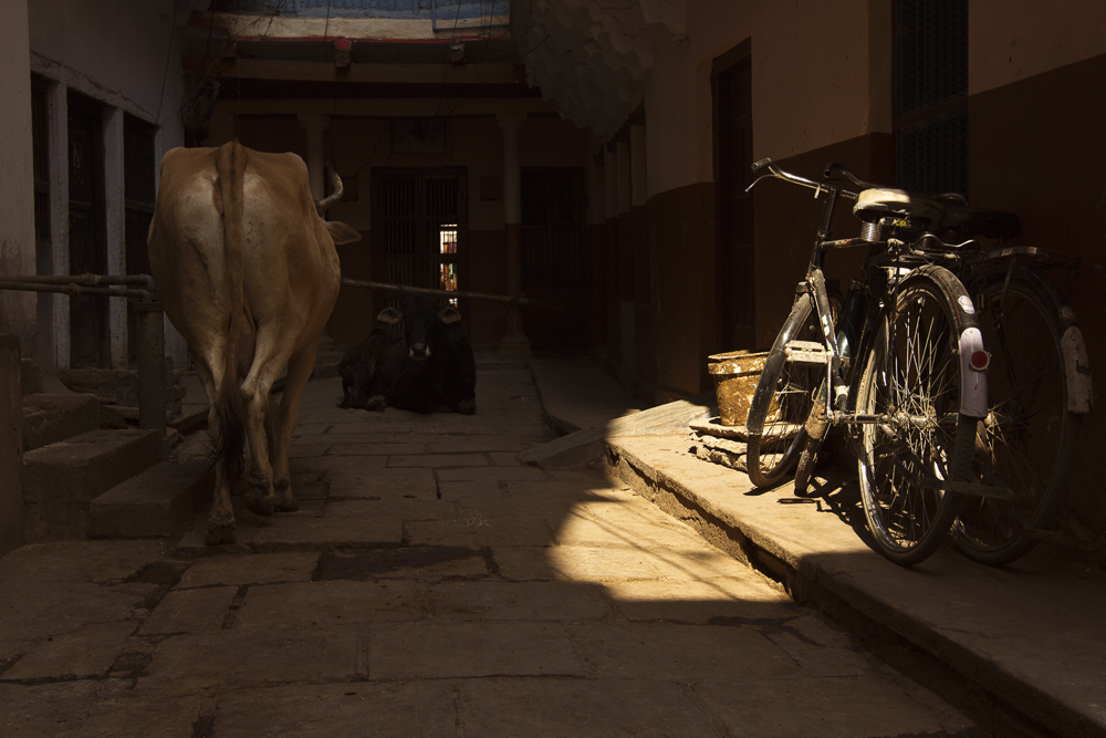 Bike and cow.jpg