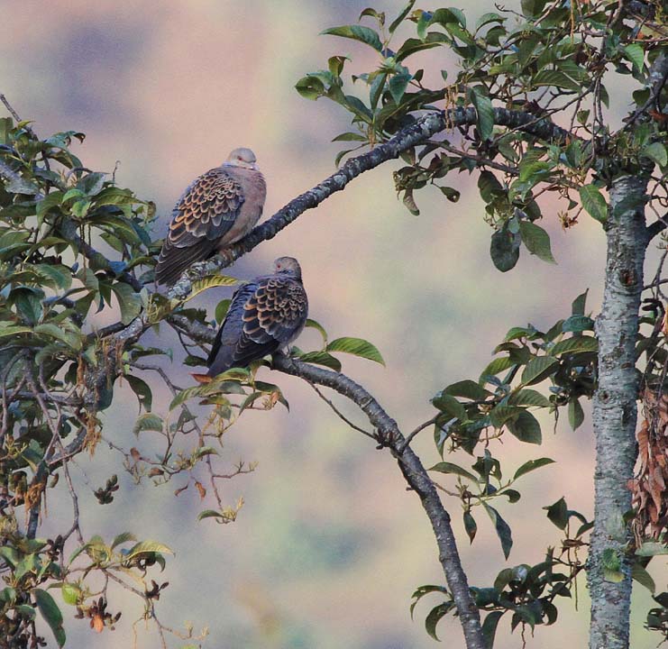 Nepal