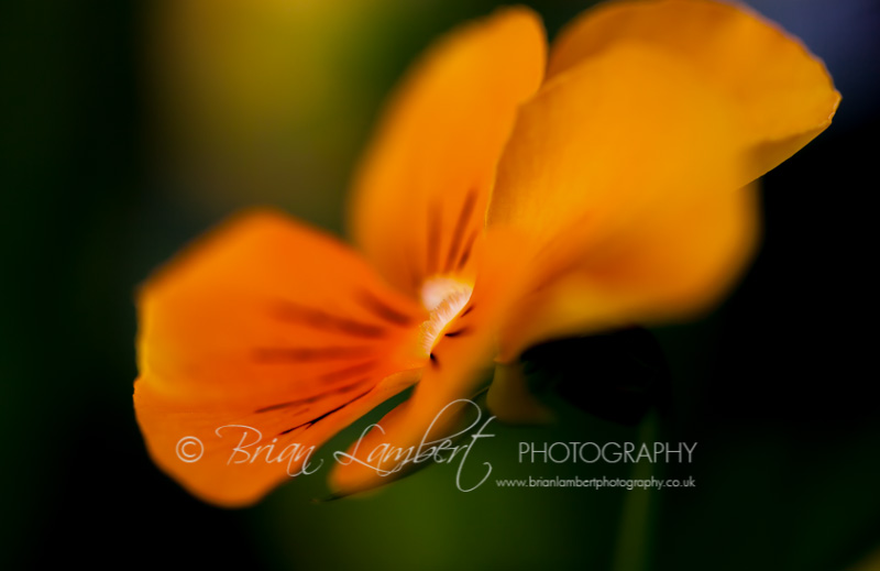 IMG_5592-Edit.jpg