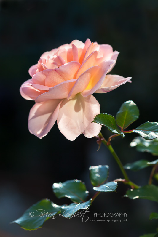 IMG_6304-Edit.jpg