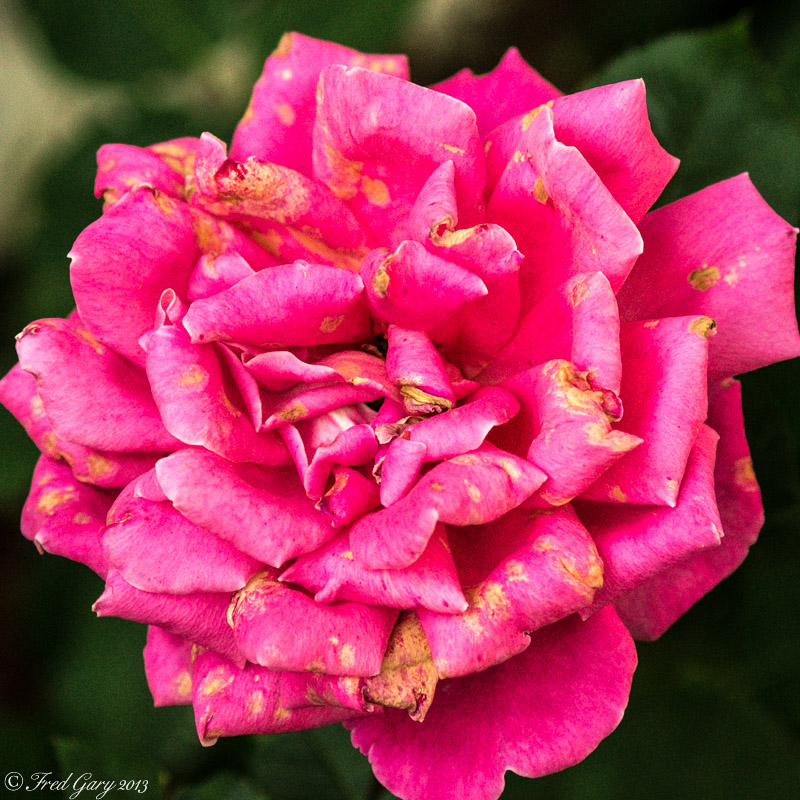 Pink rose dying.jpg