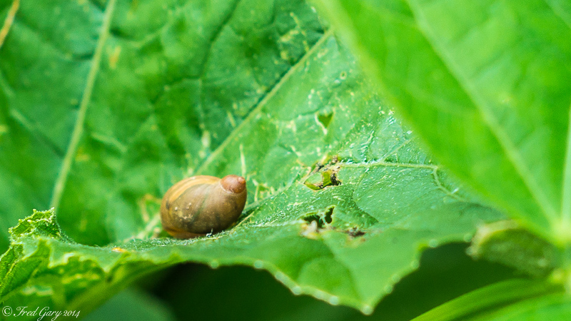Slug-02134.jpg