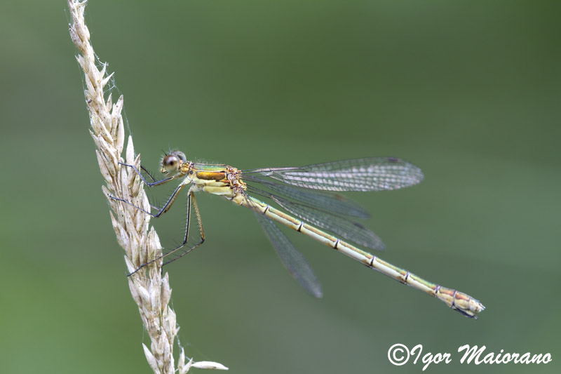 Lestes sponsa - Common Spreadwing