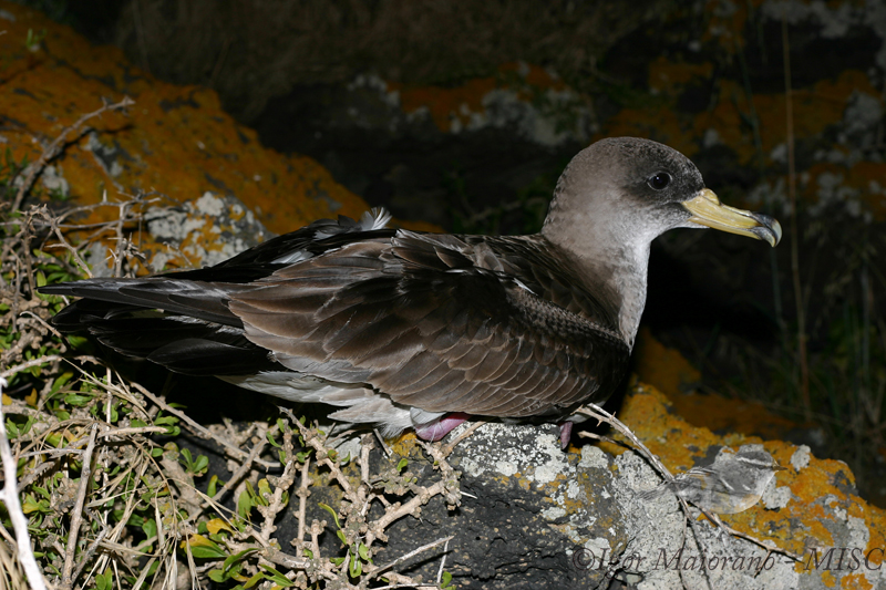 Berta maggiore mediterranea (Calonectris diomedea - Scopolis Shearwater)