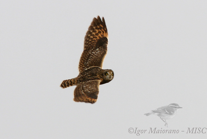 Gufo di palude (Asio flammeus - Short-eared Owl)