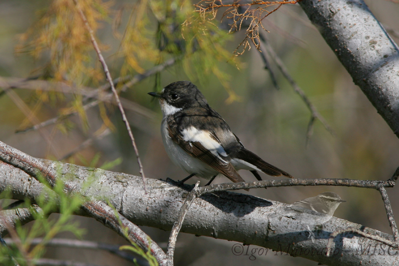 Balia nera (Ficedula hypoleuca - Pied Flycatcher)