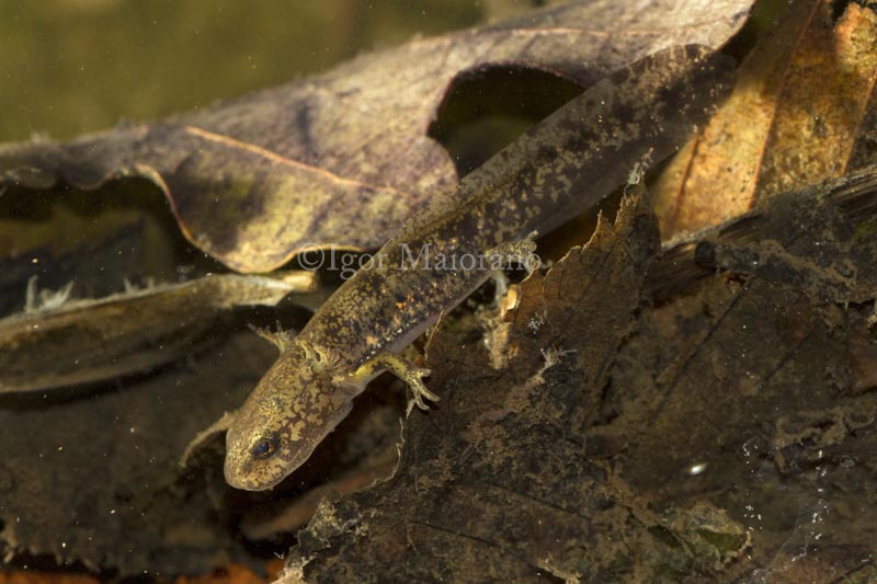 Salamandra pezzata (Salamandra salamandra - Fire Salamander)