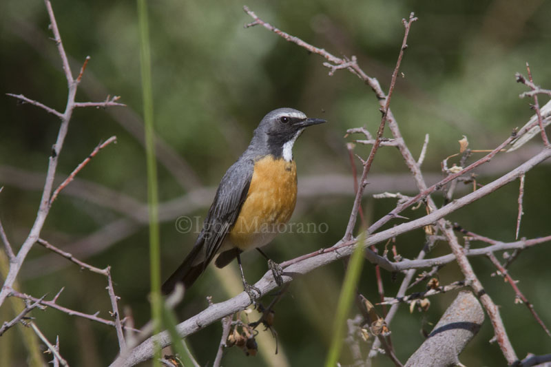 Pettirosso golabianca (Irania gutturalis - White-throated Robin)