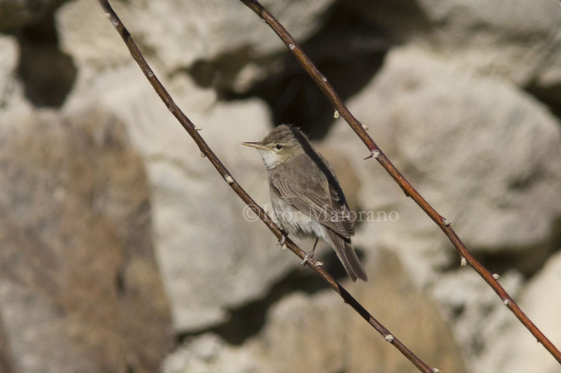 Canapino pallido (Iduna pallida - Olivaceous Warbler)