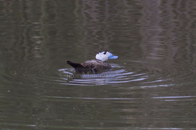 Gobbo rugginoso (Oxyura leucocephala - White-headed Duck)