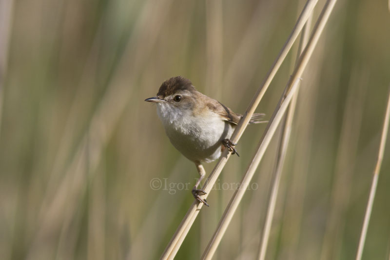 Cannaiola di Jerdon (Acrocephalus agricola - Paddyfield Warbler)