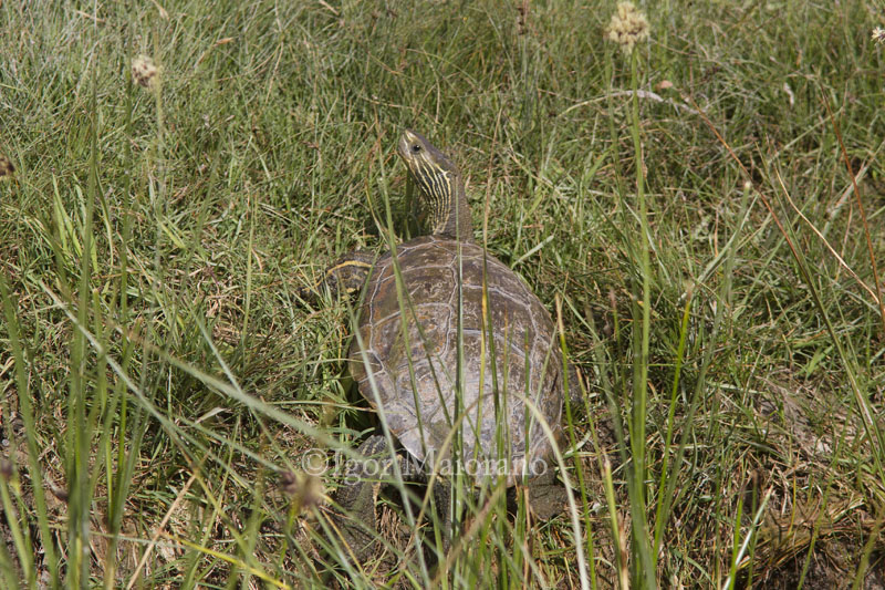 Mauremys caspica - Caspian Turtle