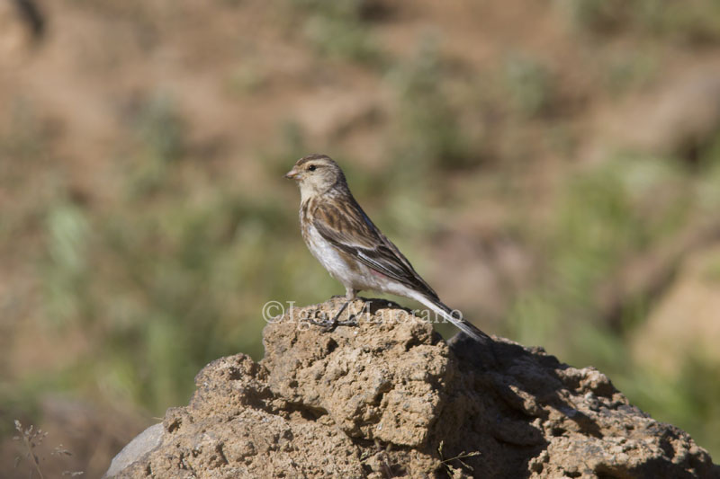 Fanello nordico asiatico (Carduelis flavirostris ssp. brevirostris - Twite)