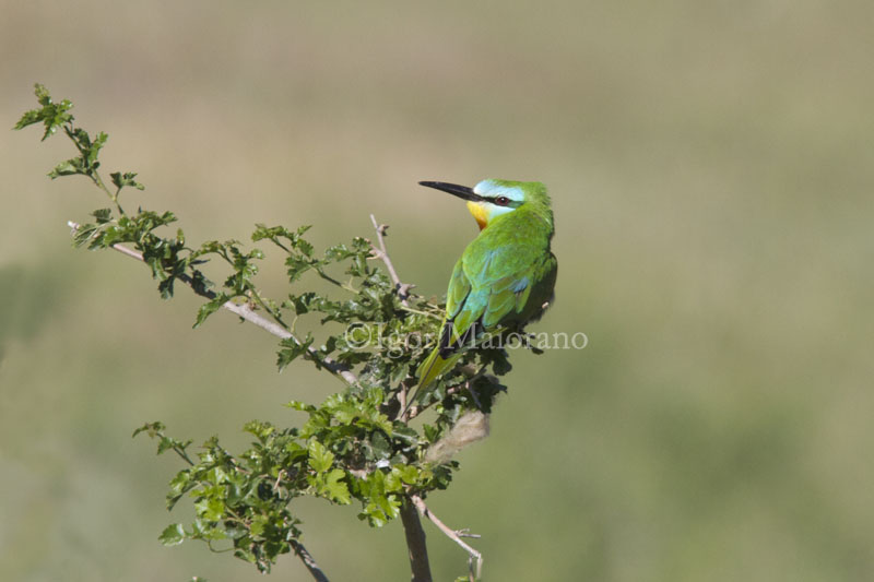 Gruccione egiziano (Merops persicus - Blue-cheeked Bee-eater)