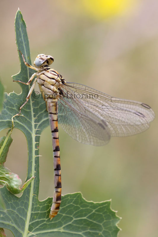 Onychogomphus flexuosus - Waved Pincertail