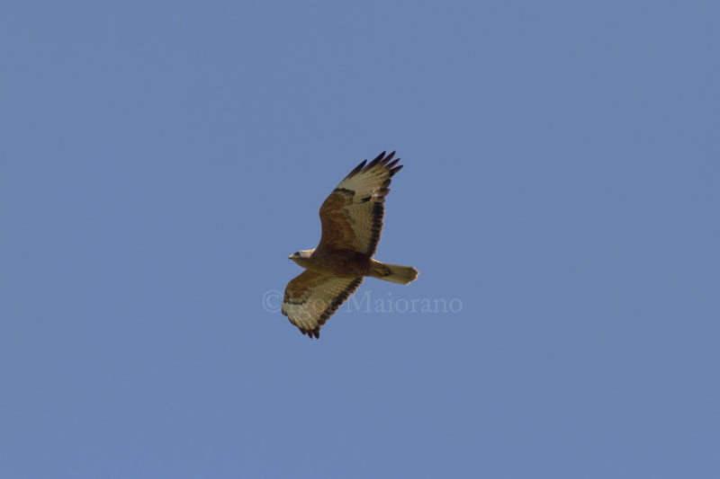 Poiana (Buteo buteo ssp. menetriesi - Buzzard)