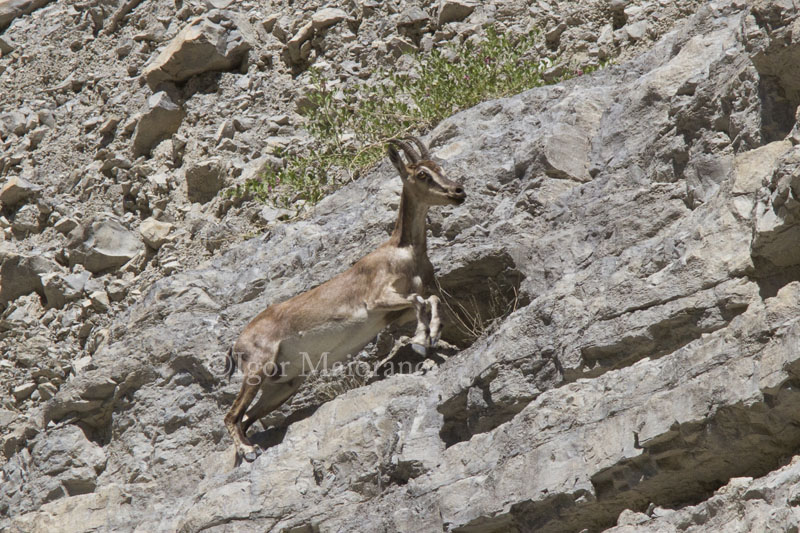 Egagro (Capra aegagrus - Bezoar Goat)