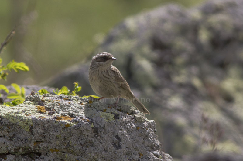 Passera scopaiola di Radde (Prunella ocularis - Raddes Accentor)