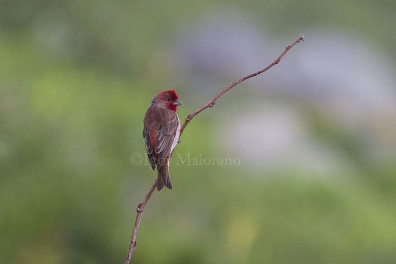 Ciuffolotto scarlatto (Carpodacus erythrynus - Common Rosefinch)