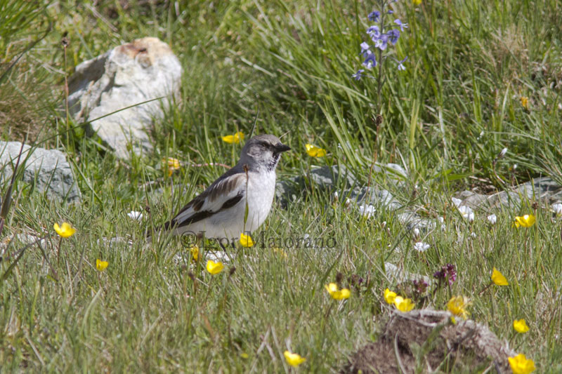 Fringuello alpino (Monfringilla nivalis - Snowfinch)