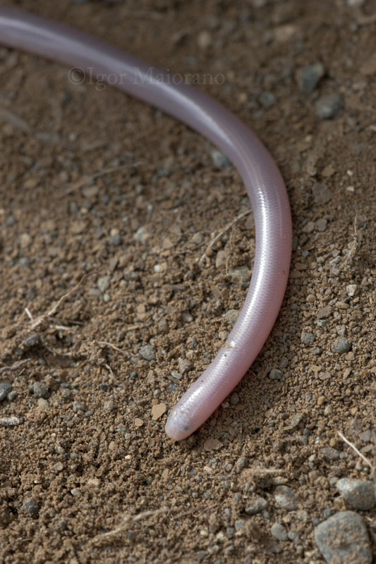 Xerotyphlops vermicularis - Worm Snake