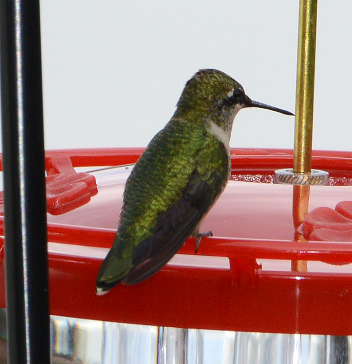 Ruby-throated Hummingbird