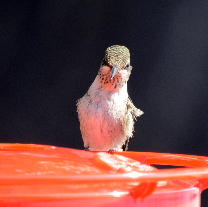 Ruby-throated Hummingbird