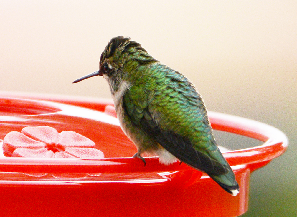 Ruby-throated Hummingbird