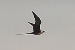 Long-tailed Jaeger (adult #2)