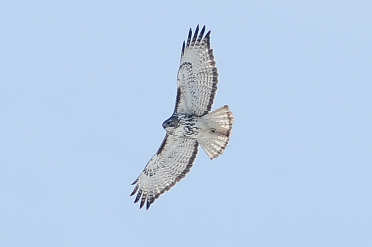 Harlans Hawk