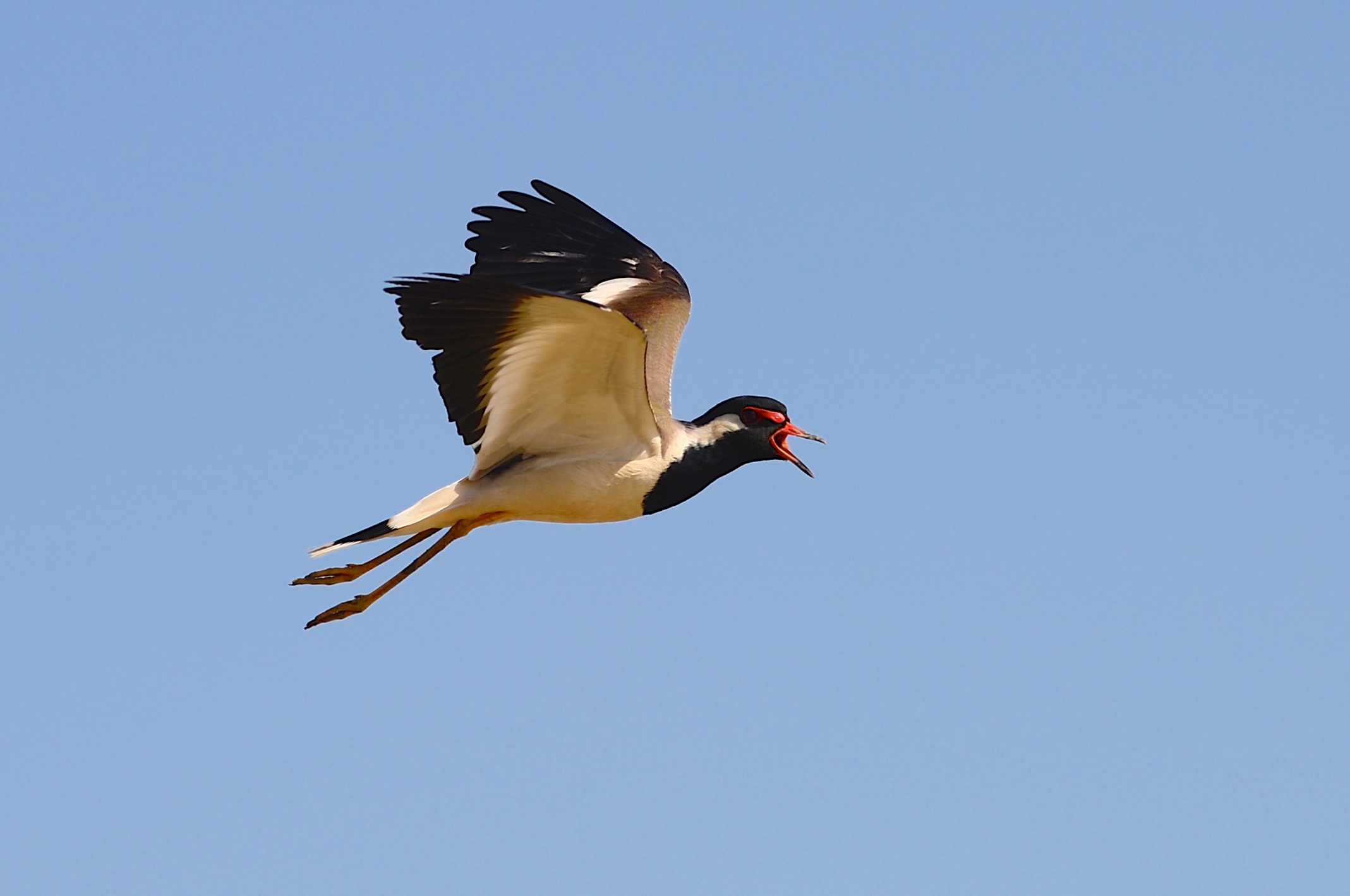 Red-wattled Lapwing