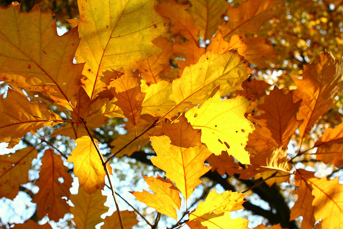 Leaves in autumn