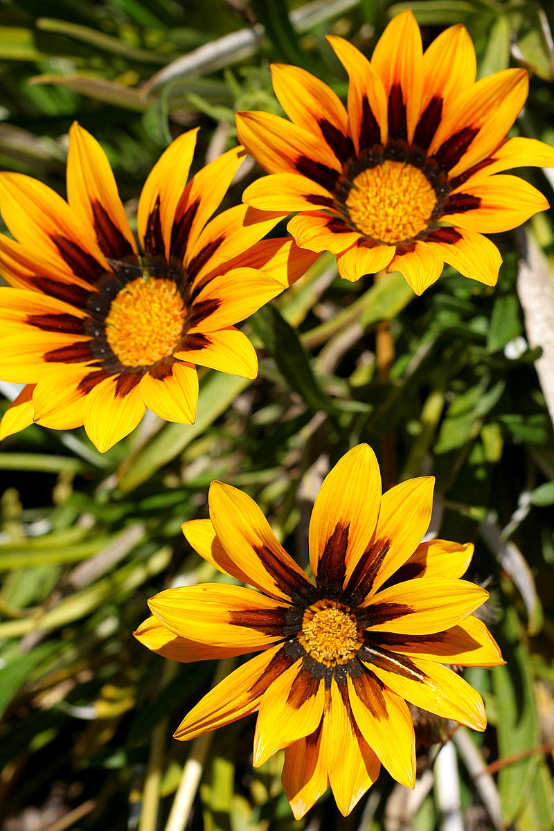 Flowers in Tunqun