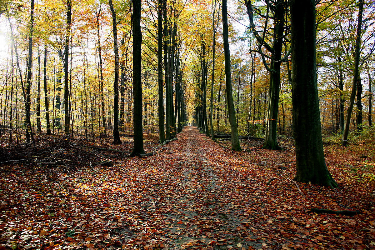 Heverleebos