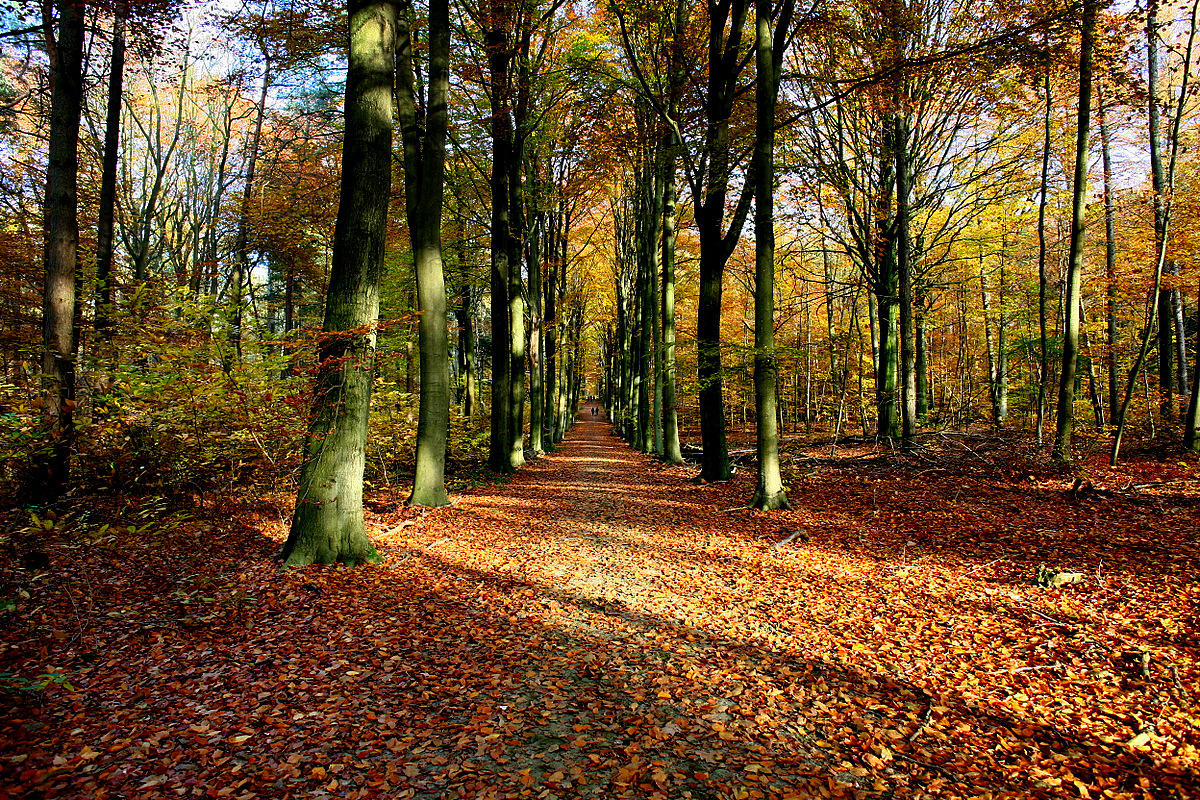 Heverleebos
