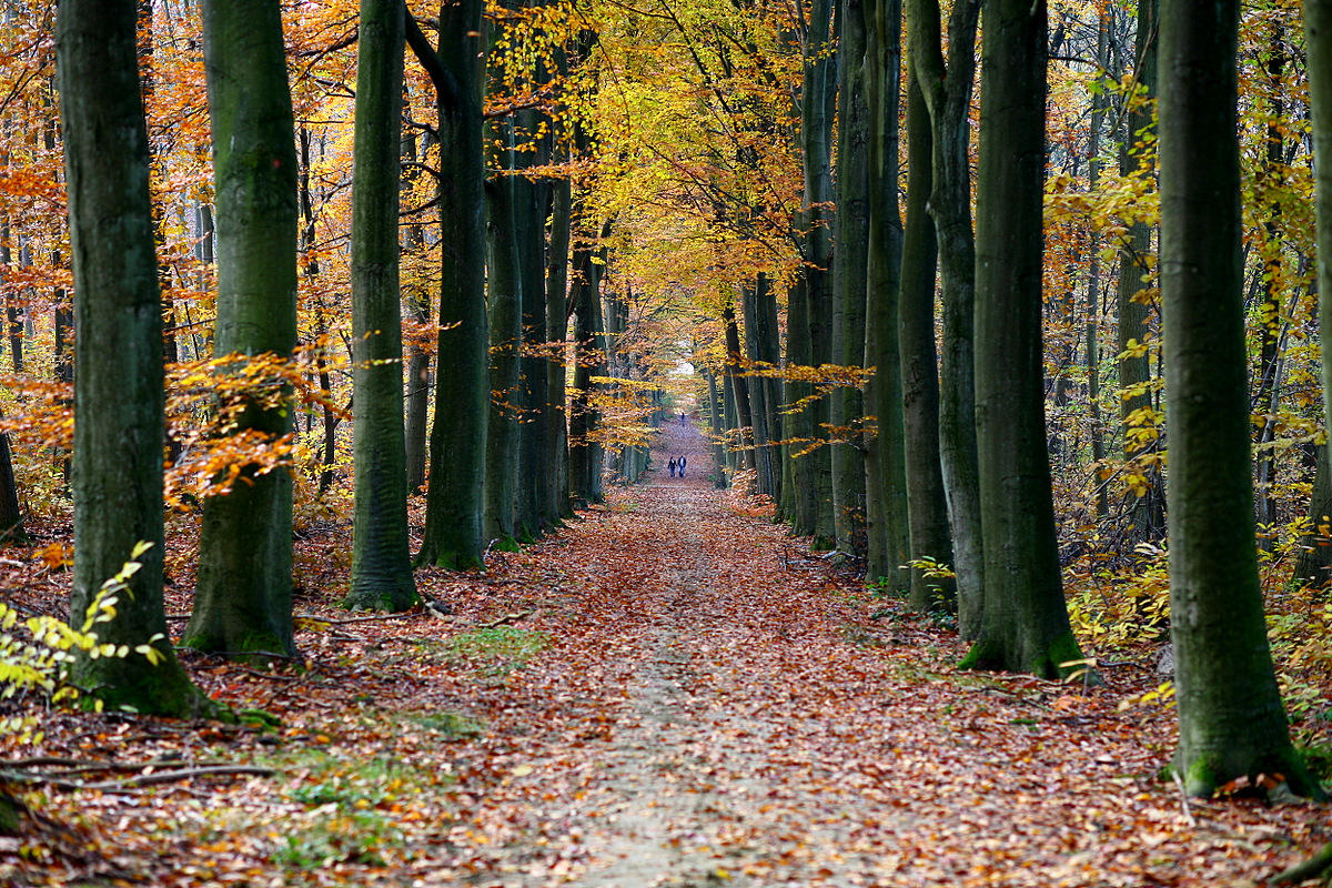 Heverleebos