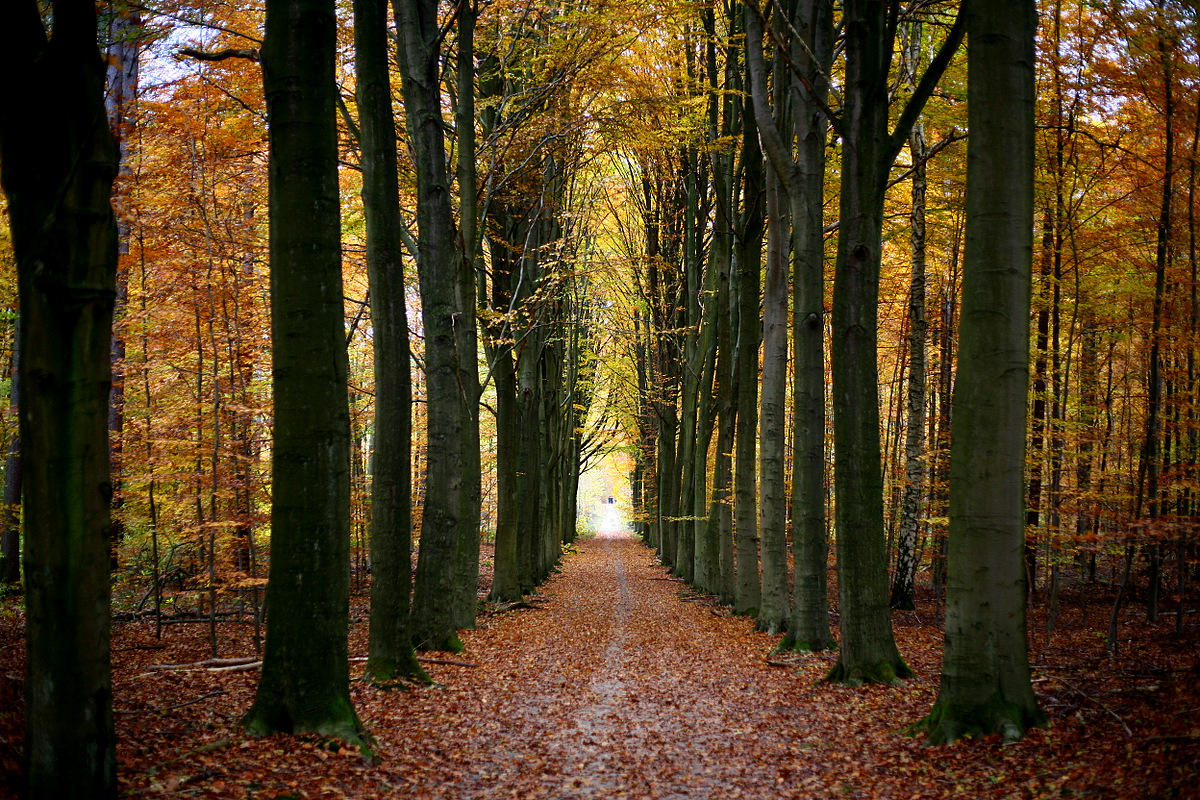 Heverleebos