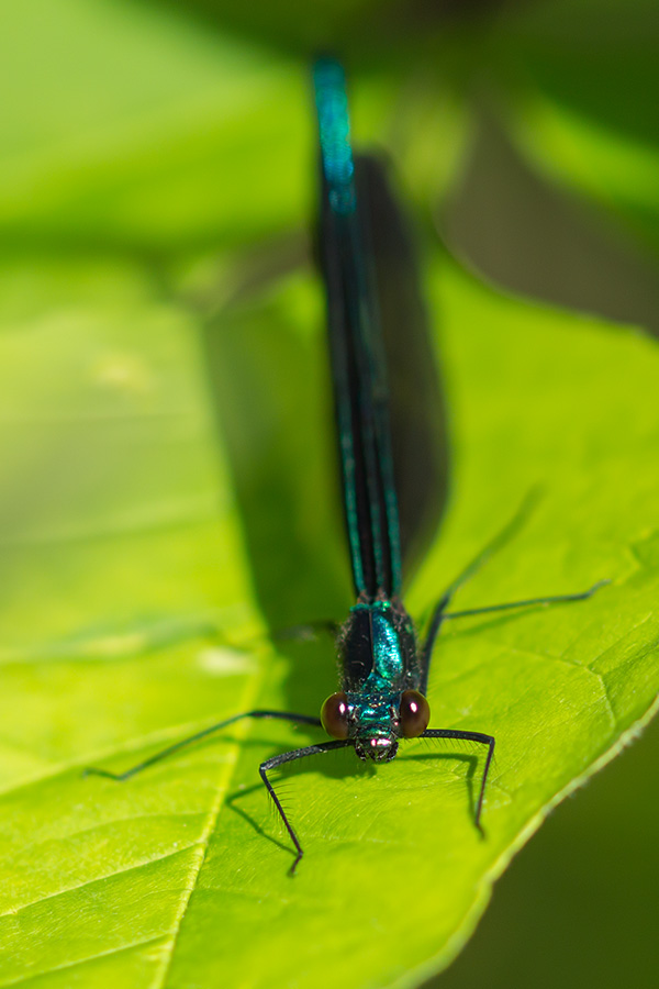 Demoiselle bistre - Calopteryx maculata