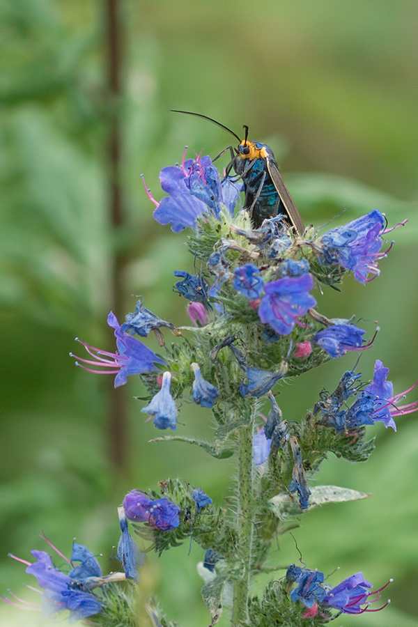 Lpidoptre