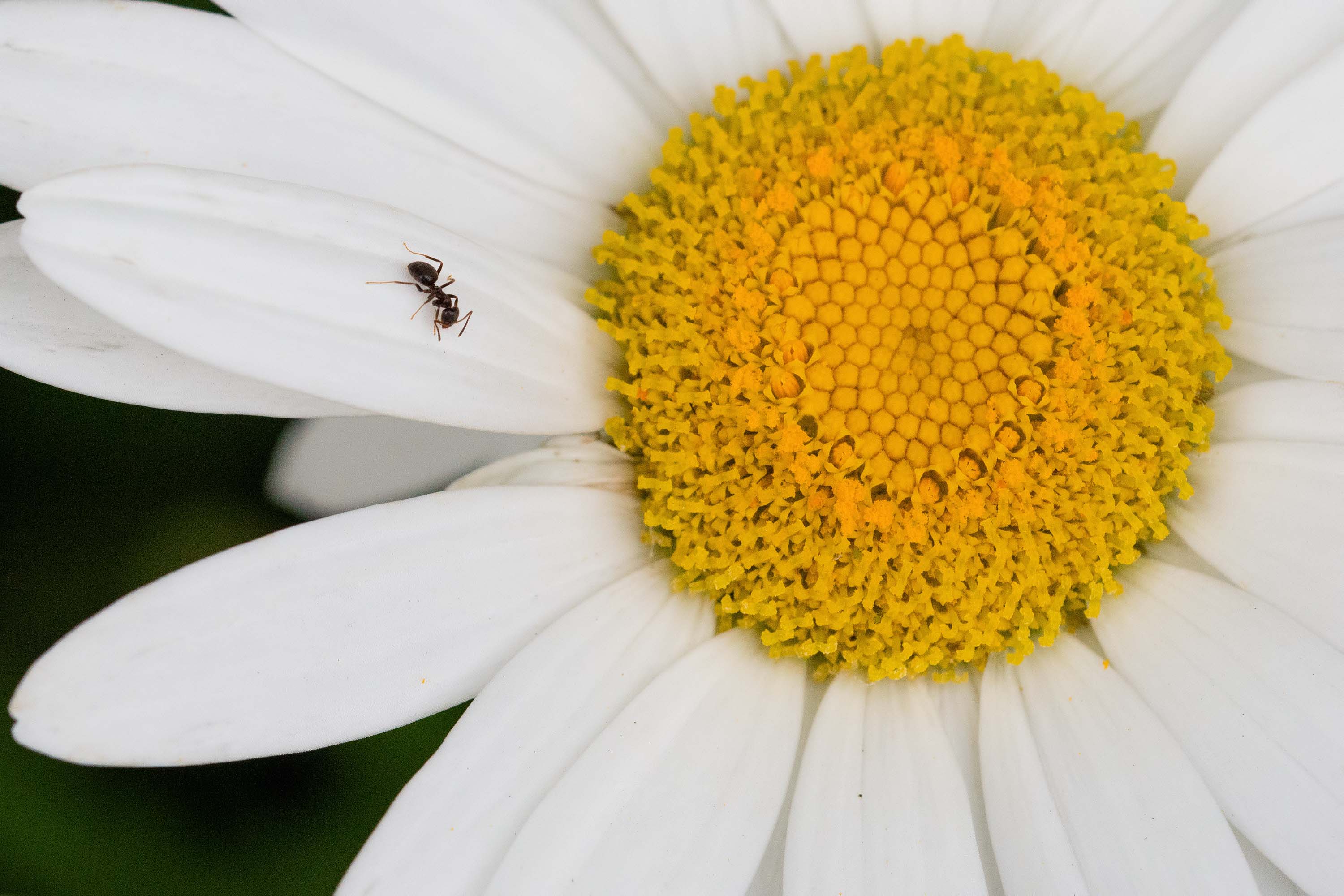 Fourmi sur Marguerite 