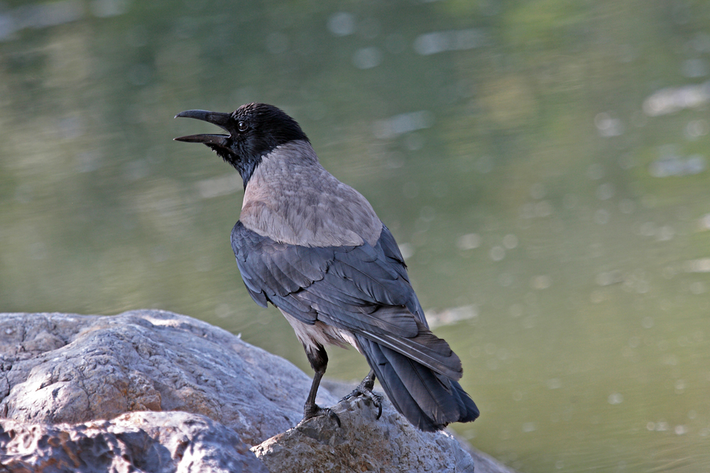 vrana - corvus cornix (IMG_3077p.jpg)