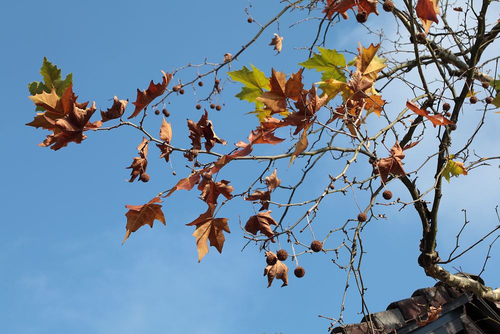 autumn leaves - listje jeseni (_MG_1712m.jpg)
