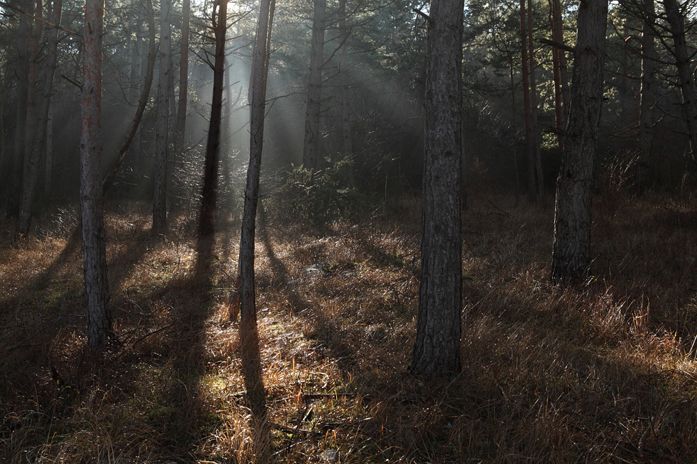 sun light in forest - magic forest - sončni arki v gozdu - čarobni gozd_MG_4087m.jpg