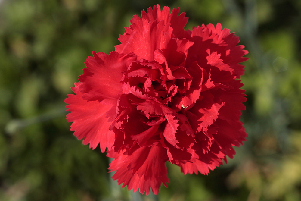 red carnation - rdeči nagelj (_MG_8393m.jpg)