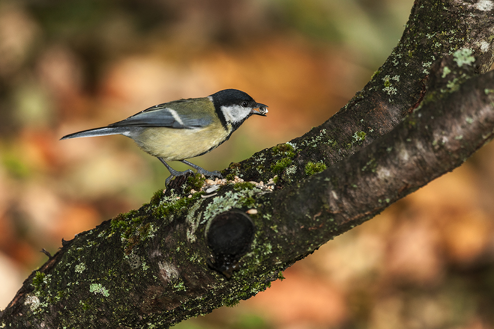 Parus major - tom tom - sinica (_MG_9985m.jpg)