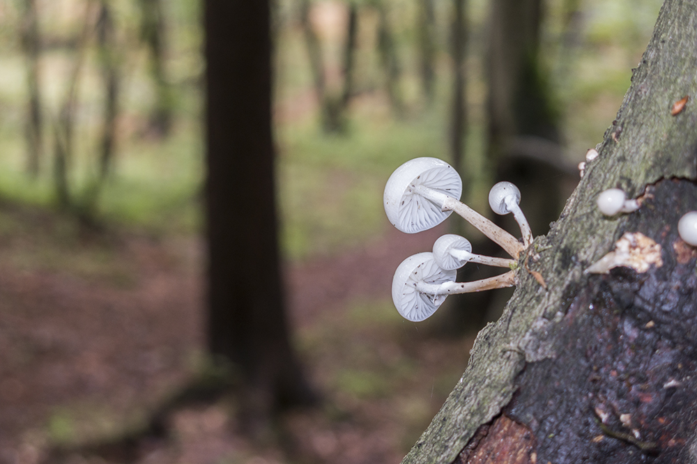 mushrooms oudemansiella mucida (IMG_2496m.jpg)