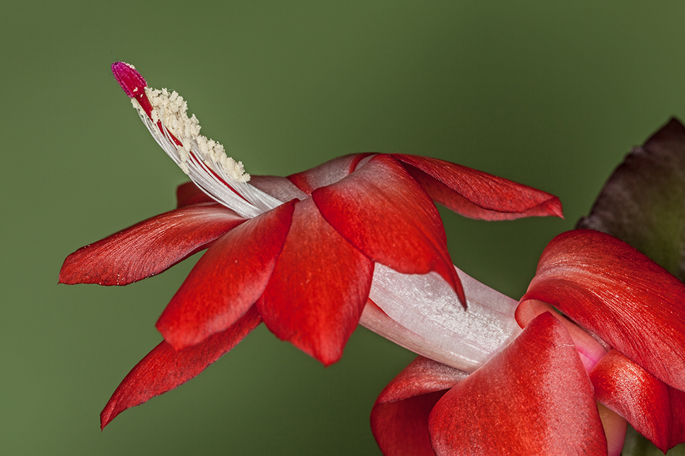 Christmas cactus Schlumbergera truncata (_MG_0387m.jpg)