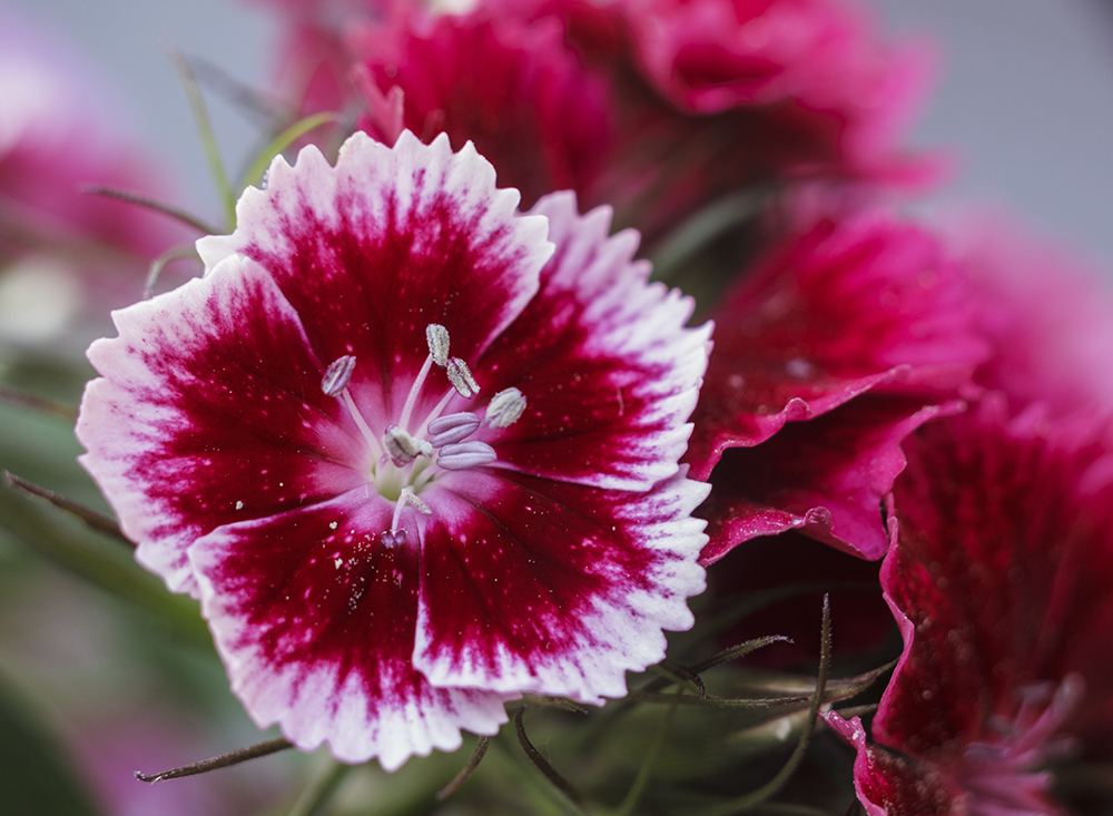Turki nagelj, brkati klinček / Dianthus barbatus (IMG_7940m.jpg)