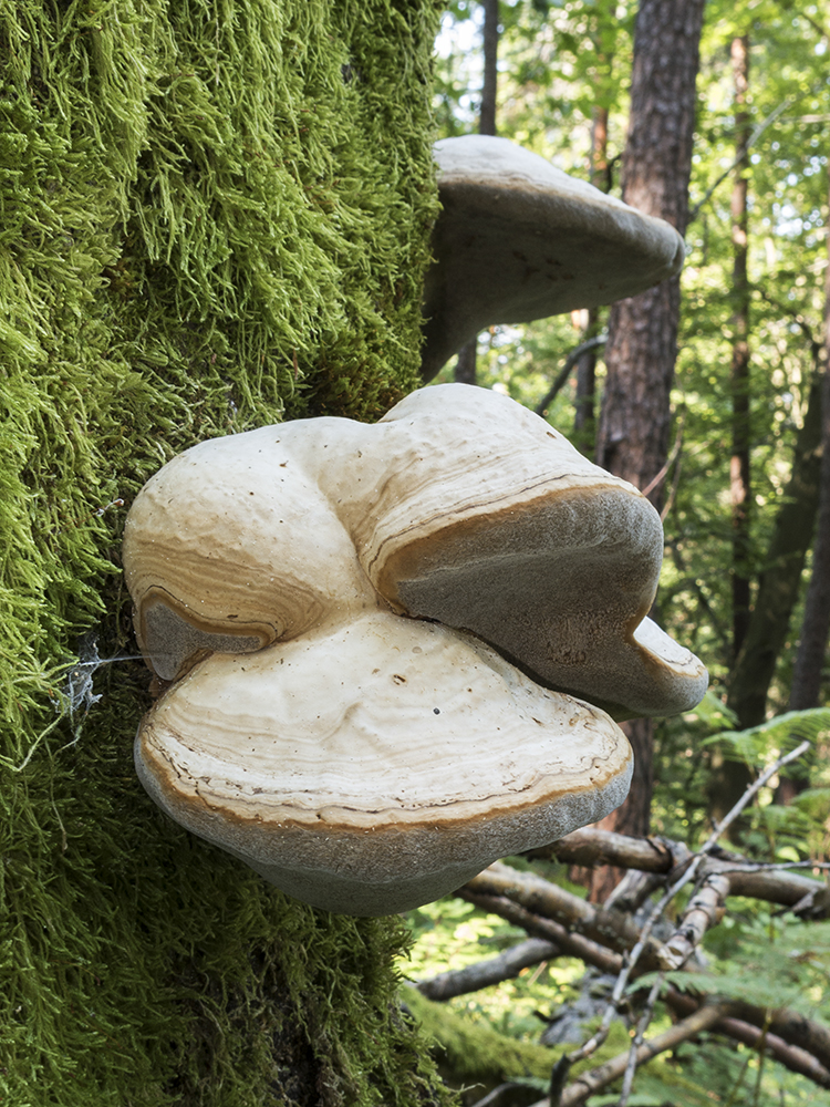 wood mushrooms (IMG_0400n.jpg)