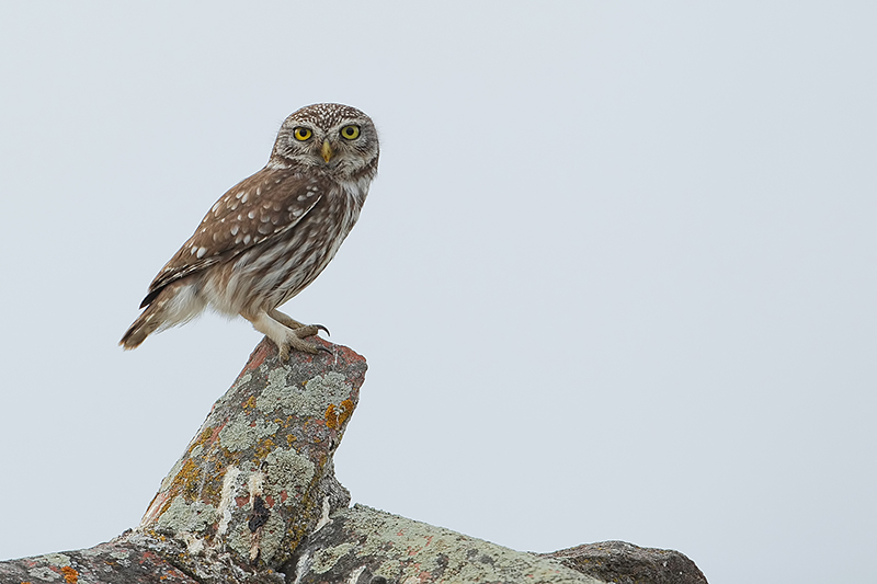 Little owl (Steenuil)